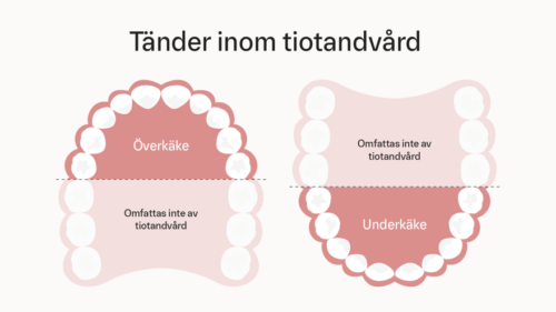 Tiotandvård 2026, Tandvårdsgruppen Falkenberg, Vad ingår, vad ingår inte